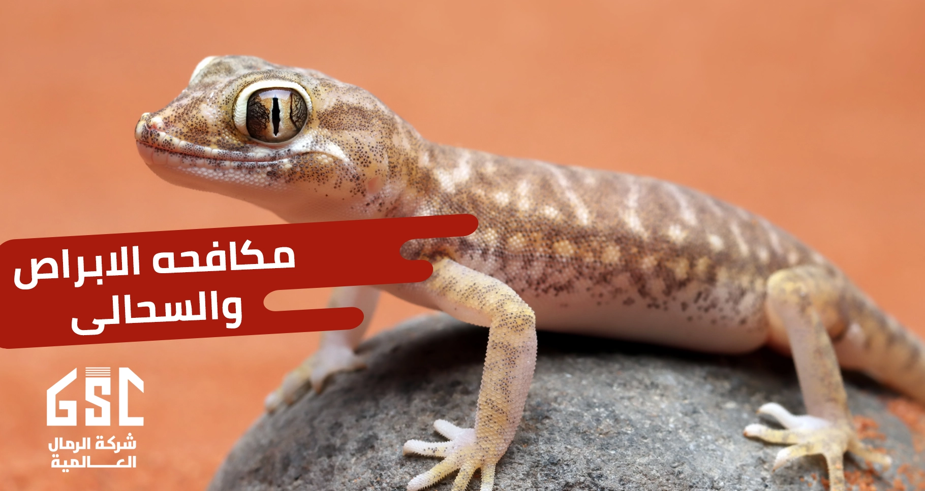 مكافحة الأبراص و السحالي