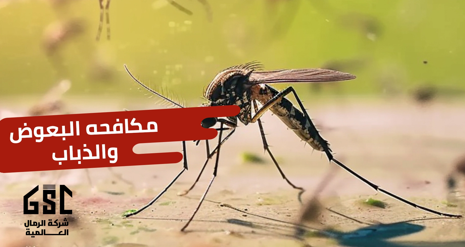 مكافحة البعوض و الذباب