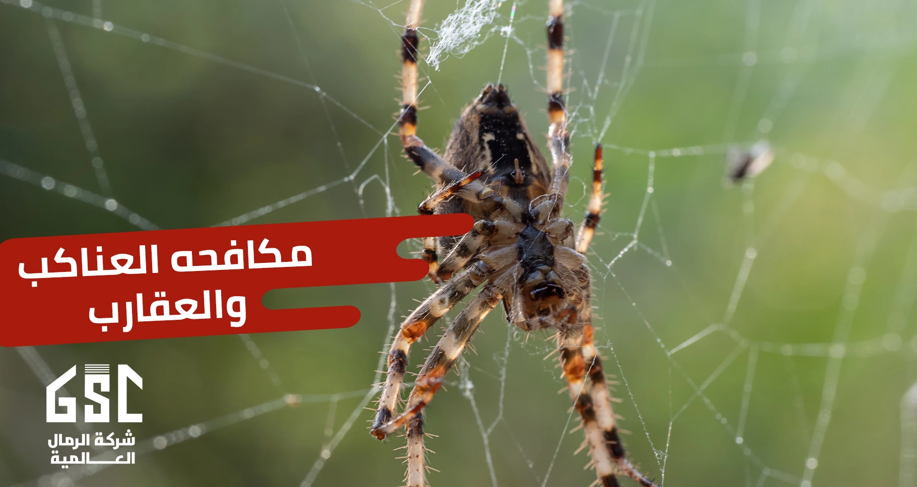 مكافحة العناكب و العقارب